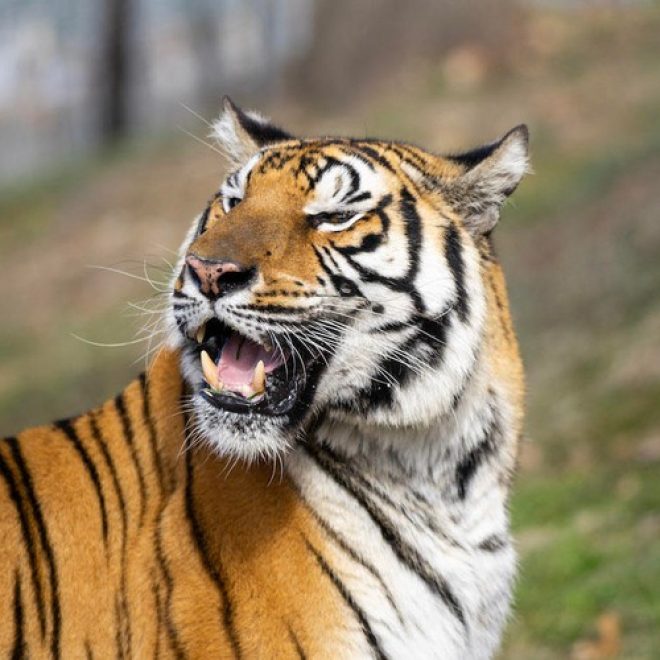 Tiger